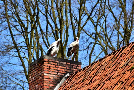 Rattle stork white stork nature