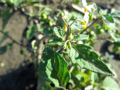 20141019Solanum_nigrum