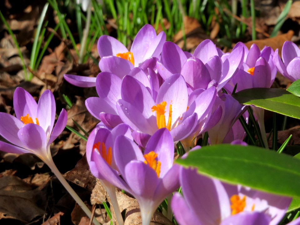 20150303Crocus_tommasinianus