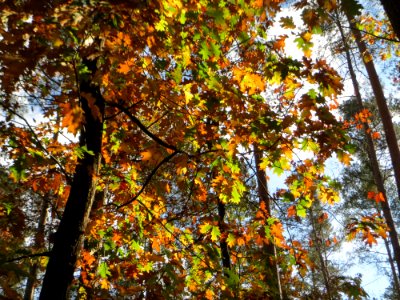 20141015Quercus_rubra2