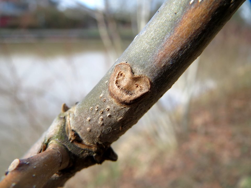 20150304Fraxinus_excelsior4