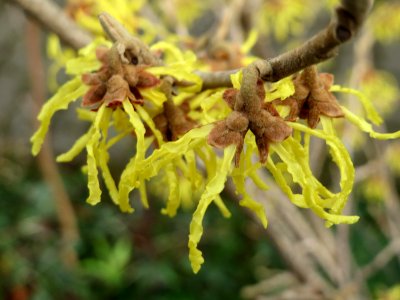 20150303Hamamelis_virginiana1