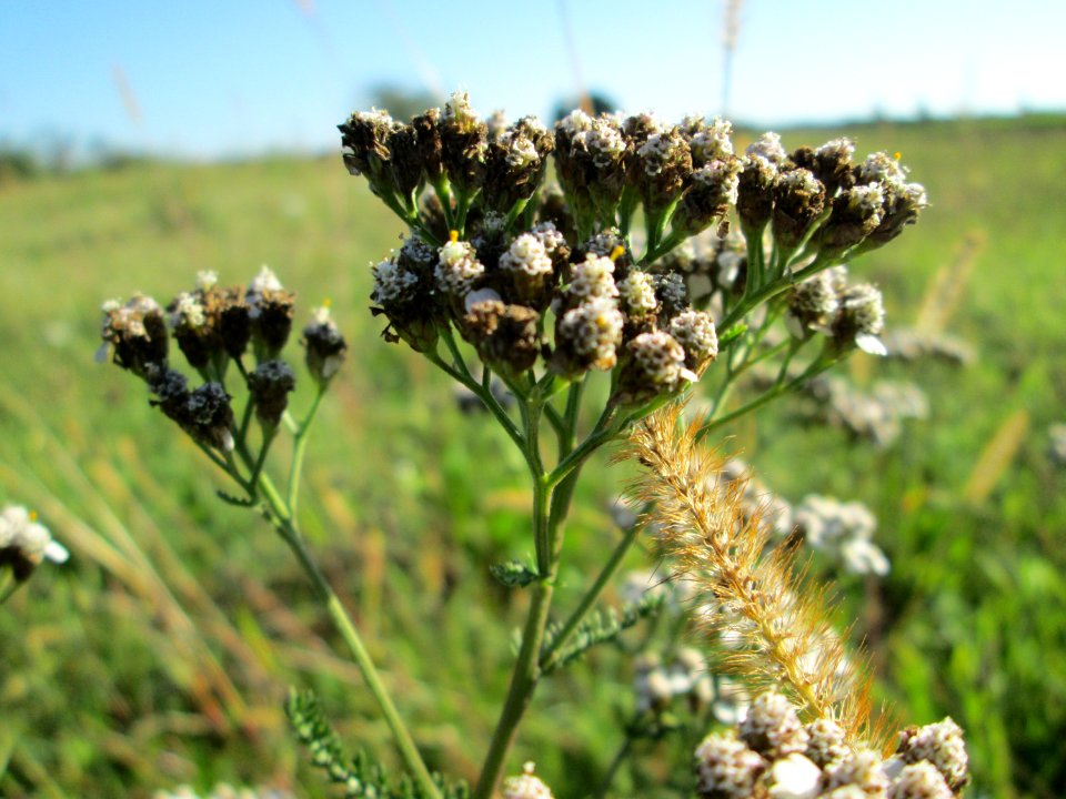 20141019Achillea_millefolium1