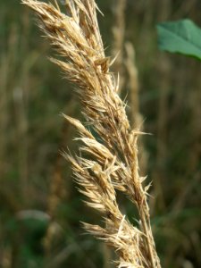 20141015Calamagrostis_epigejos1