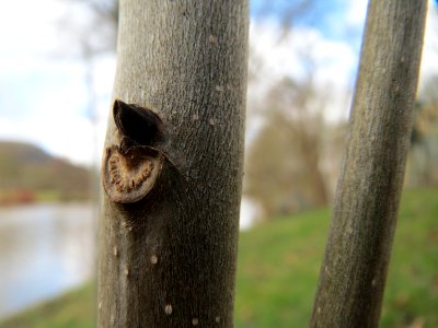 20150304Fraxinus_excelsior3
