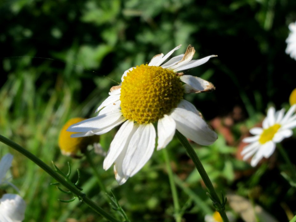 20141018Tripleurospermum_inodorum2