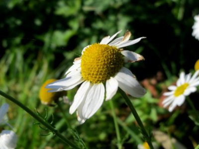 20141018Tripleurospermum_inodorum2