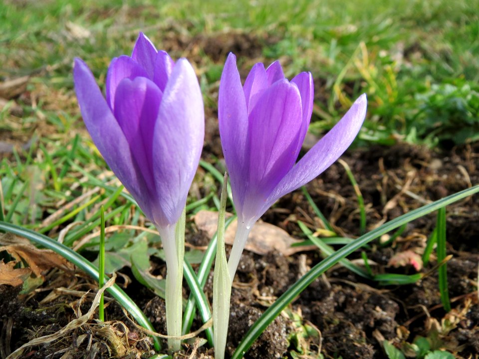 20150221Crocus_tommasinianus2