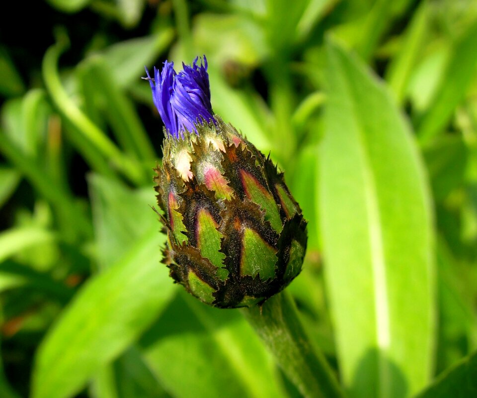 Blue plant blue flowers