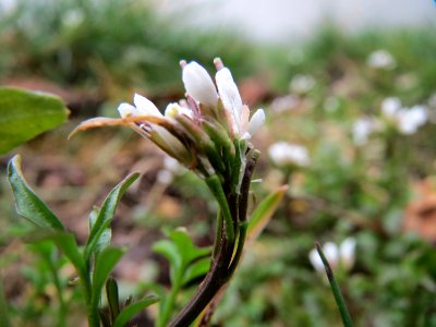 20150301Cardamine_hirsuta2