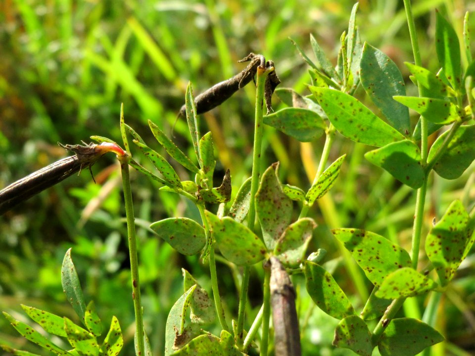 20141017Lotus_corniculatus5