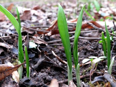20150221Allium_ursinum1