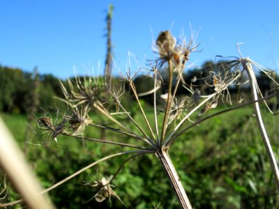 20141019Heracleum_sphondylium1