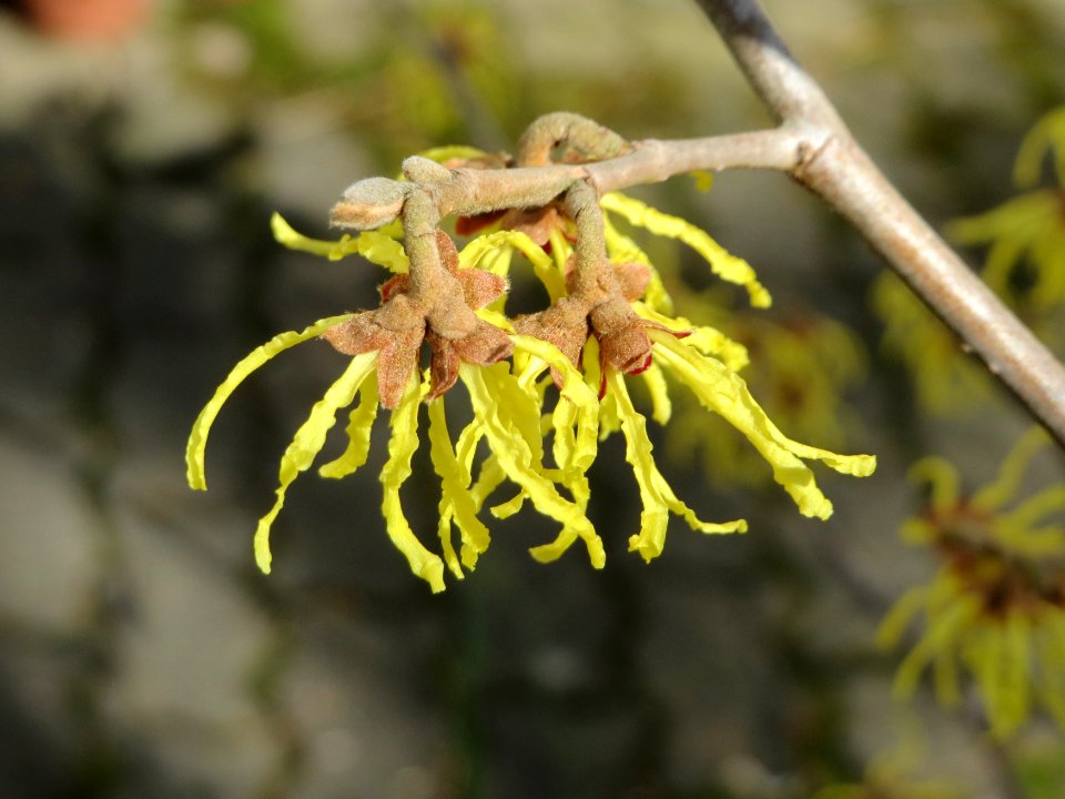 20150303Hamamelis_virginiana2