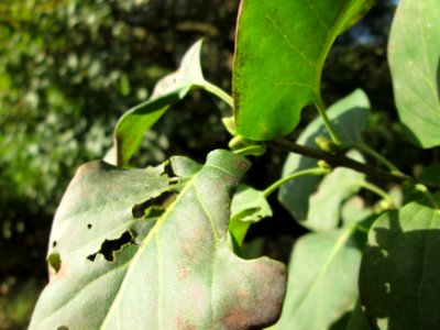 20141019Syringa_vulgaris1