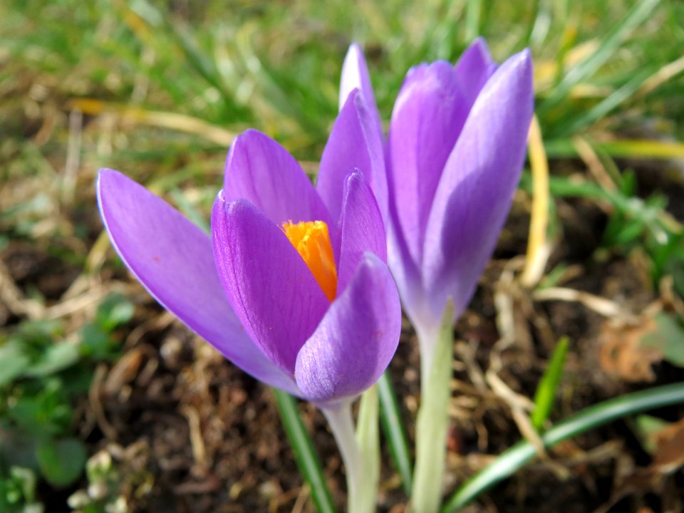 20150221Crocus_tommasinianus4