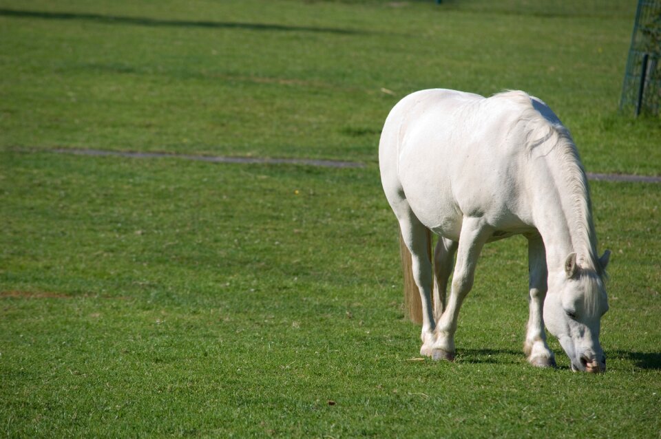 White horse pasture animal
