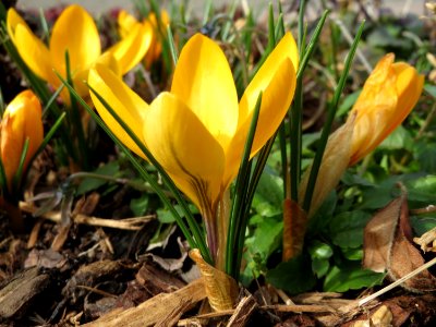 20150220Crocus_chrysanthus2