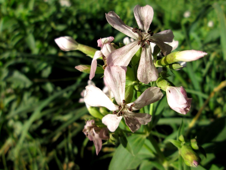 20141019Saponaria_officinalis1