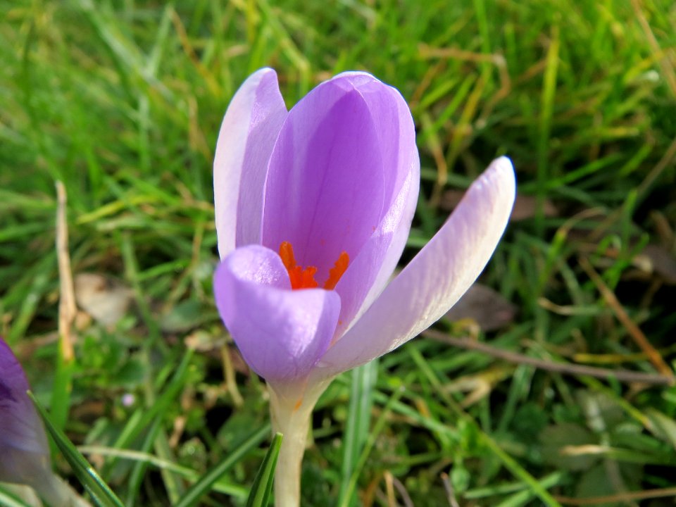 20150221Crocus_tommasinianus3