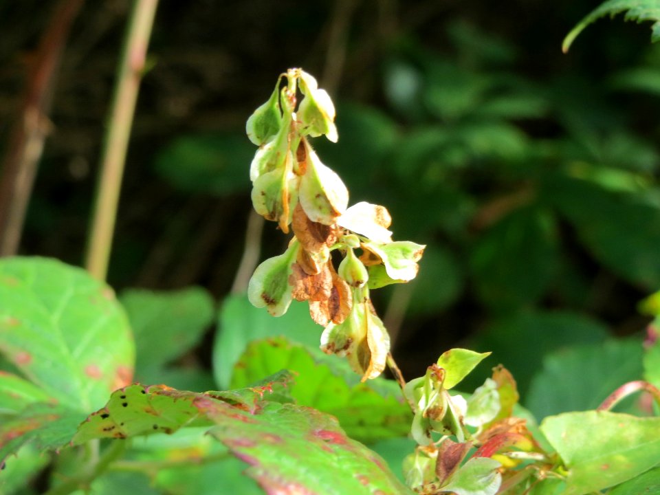 20140928Fallopia_dumetorum2