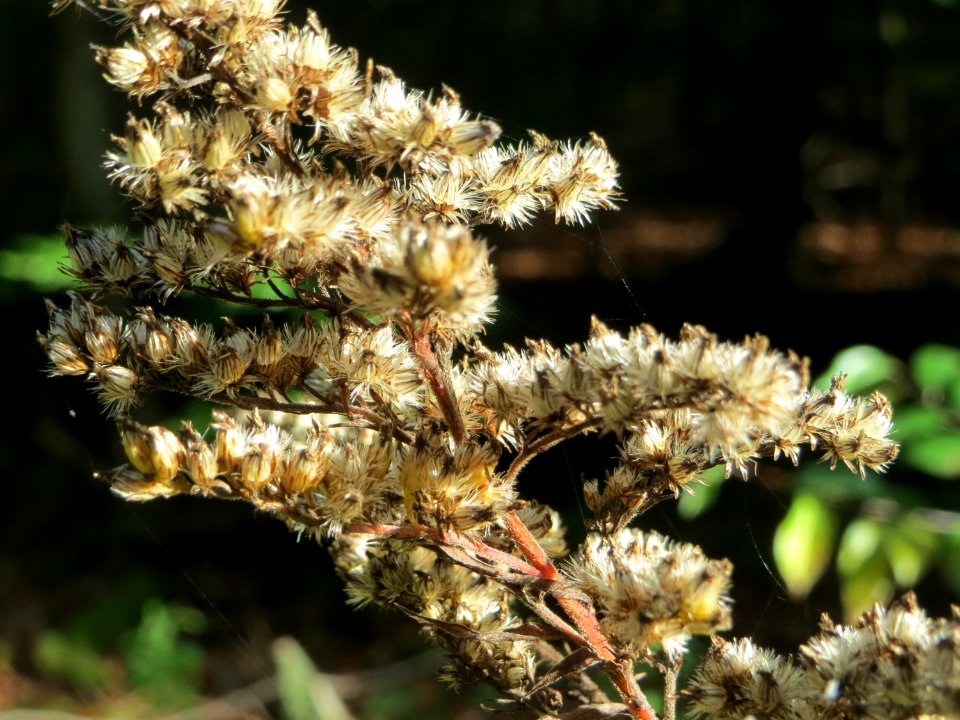 20141015Solidago_canadensis2