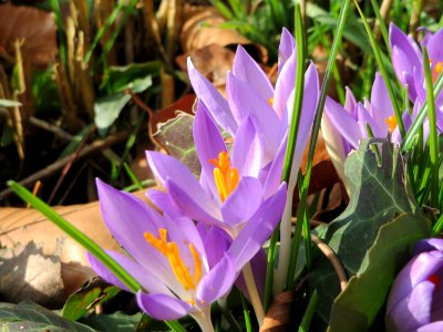 20150220Crocus_tommasinianus3