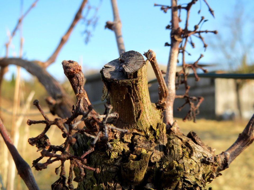 20150220Vitis_vinifera1