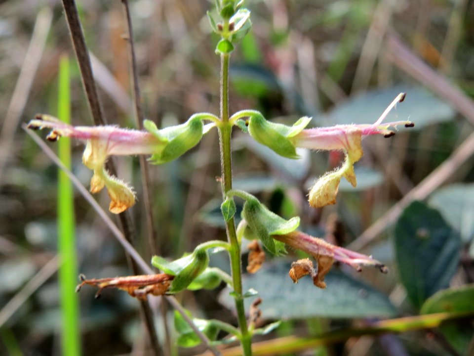 20141015Teucrium_scorodonia2