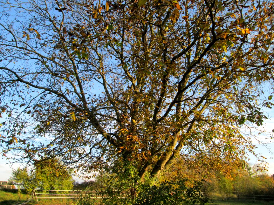 20141106Juglans_regia