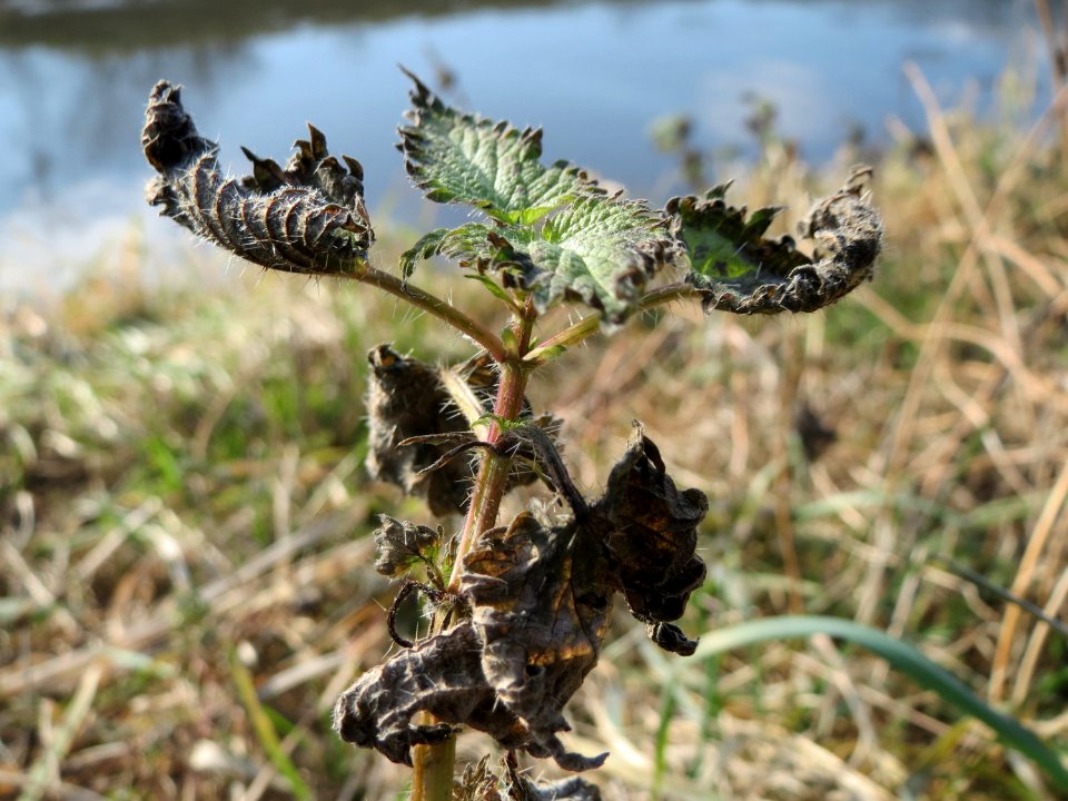 20150220Urtica_dioica2