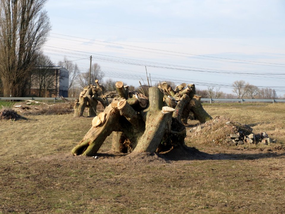 20150220Platanus_x_hispanica3