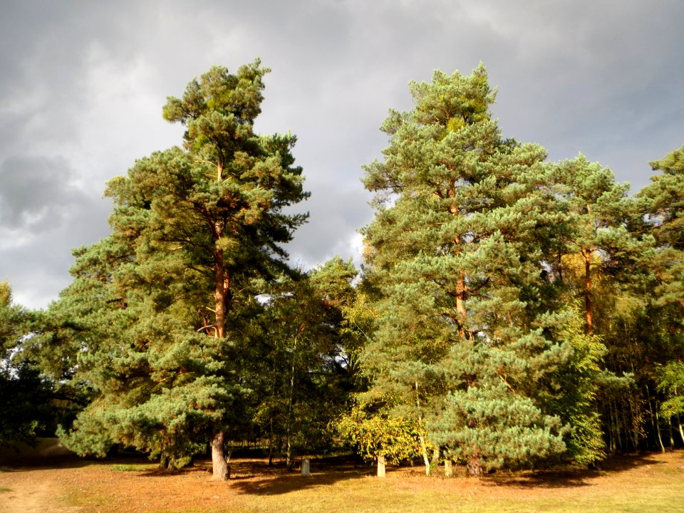 20141017Hirschacker_Duenen4