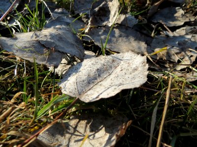 20150220Populus_tremula4