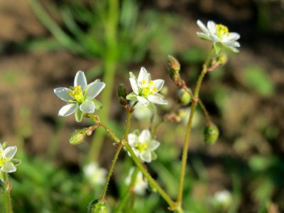 20141014Spergula_arvensis2