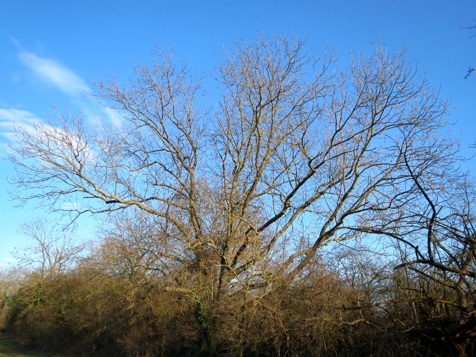 20150220Fraxinus_excelsior1