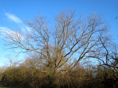 20150220Fraxinus_excelsior1