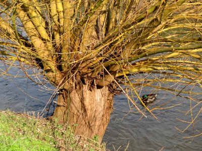 20150220Salix_alba4