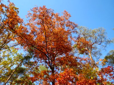 20141015Quercus_rubra4