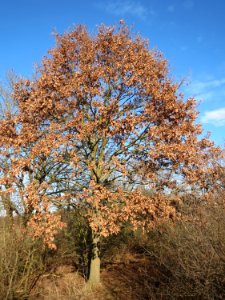 20150220Quercus_robur1