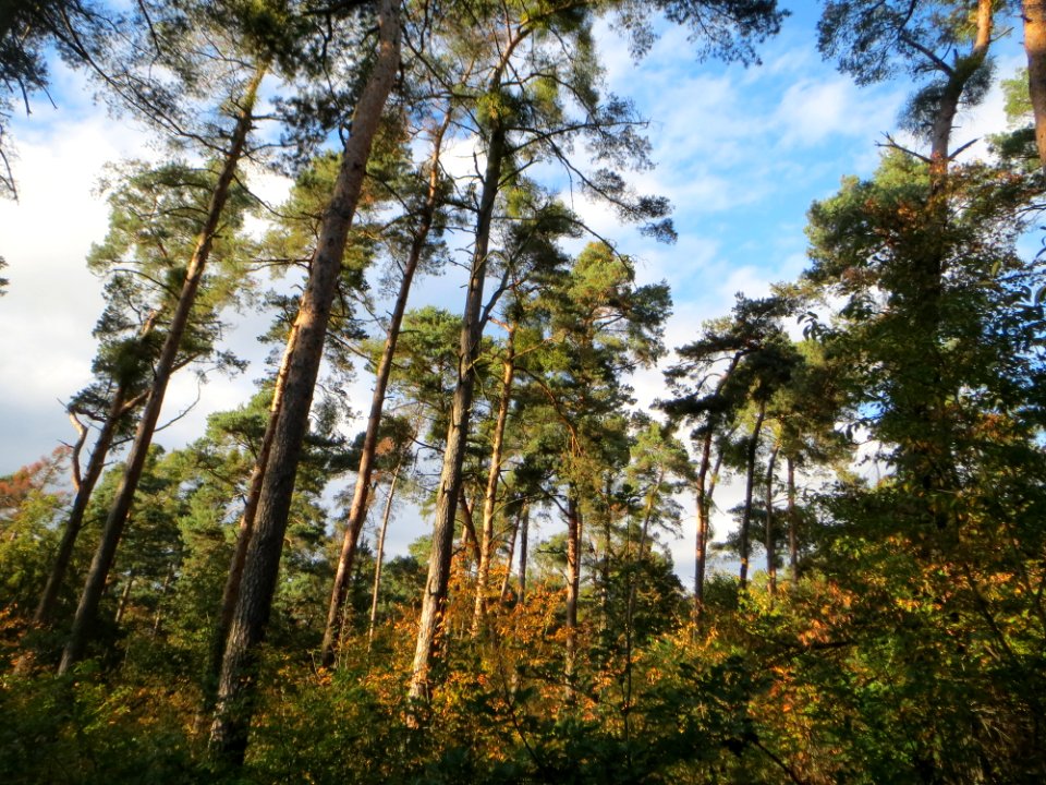 20141017Hirschacker_Duenen6