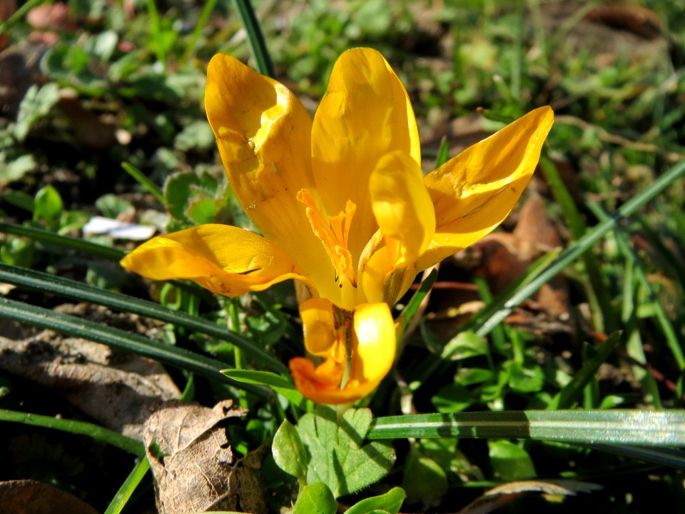 20150226Crocus_chrysanthus6