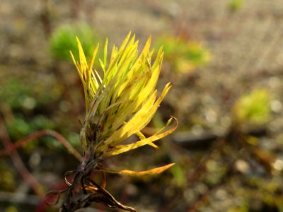 20141017Euphorbia_cyparissias3