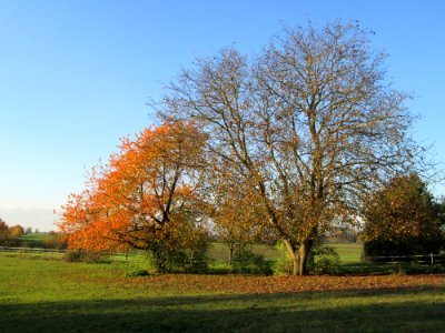 20141106Juglans_regia2