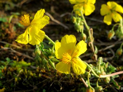 20141017Helianthemum_nummularium5 photo