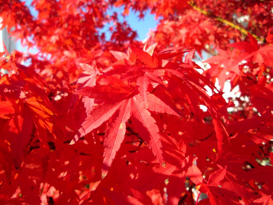 20141106Acer_palmatum3