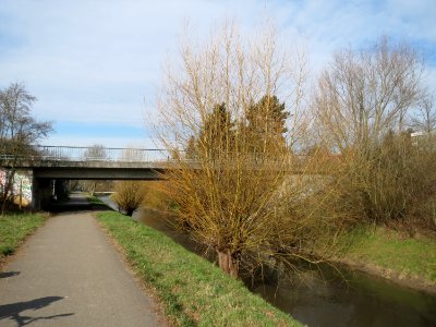 20150220Salix_alba2