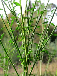 20141015Cytisus_scoparius2