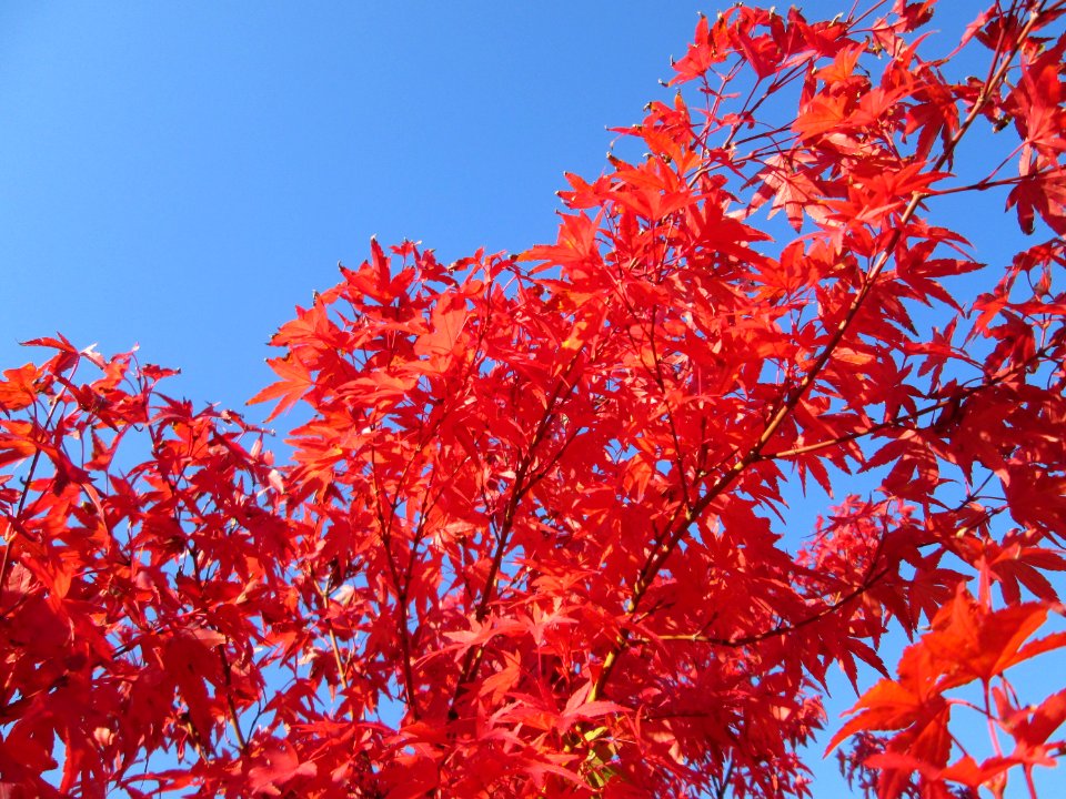 20141106Acer_palmatum2