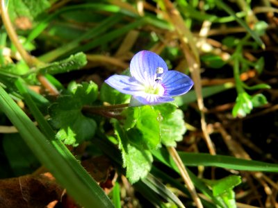 20150228Verionica_persica1